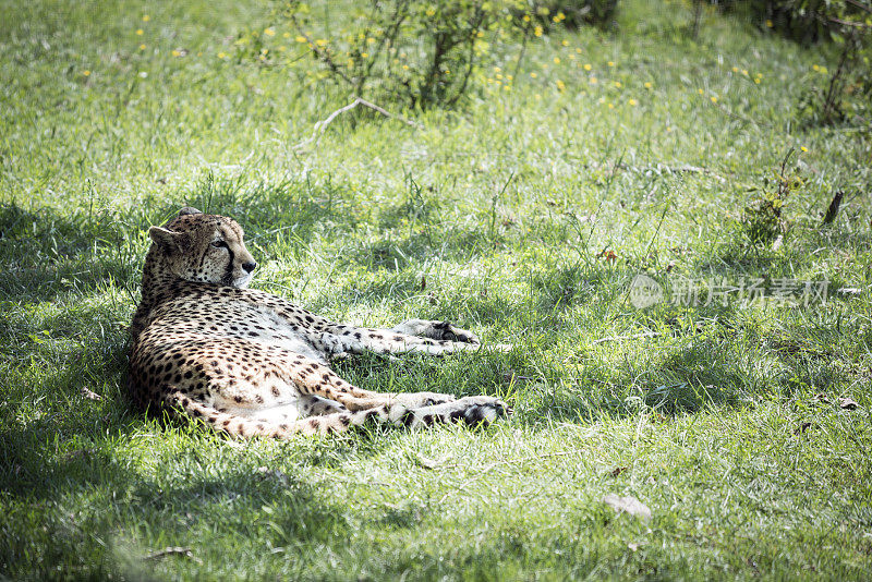 猎豹(Acinonyx jubatus)